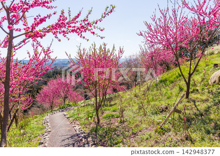 宮城縣柴田町的春天:船岡城遺址公園,日本100個最佳賞櫻地點之一,櫻花盛開。 宮城縣柴田町的春天:船岡城遺址公園,日本100個最佳賞櫻地點之一,櫻花盛開。 142948377