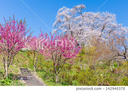 宮城縣柴田町的春天:船岡城遺址公園,日本100個最佳賞櫻地點之一,櫻花盛開。 宮城縣柴田町的春天:船岡城遺址公園,日本100個最佳賞櫻地點之一,櫻花盛開。 142948378
