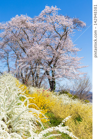 宮城縣柴田町的春天:船岡城遺址公園,日本100個最佳賞櫻地點之一,櫻花盛開。 宮城縣柴田町的春天:船岡城遺址公園,日本100個最佳賞櫻地點之一,櫻花盛開。 142948381