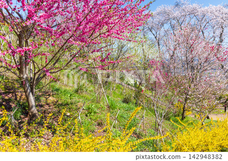 宮城縣柴田町的春天:船岡城遺址公園,日本100個最佳賞櫻地點之一,櫻花盛開。 宮城縣柴田町的春天:船岡城遺址公園,日本100個最佳賞櫻地點之一,櫻花盛開。 142948382