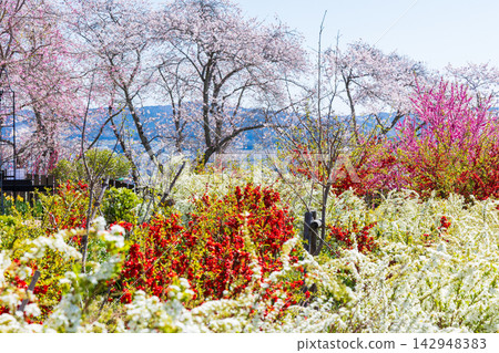 宮城縣柴田町的春天:船岡城遺址公園,日本100個最佳賞櫻地點之一,櫻花盛開。 宮城縣柴田町的春天:船岡城遺址公園,日本100個最佳賞櫻地點之一,櫻花盛開。 142948383