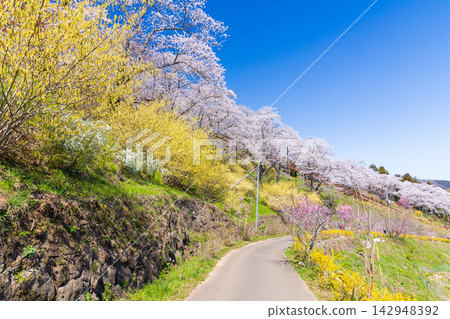 宮城縣柴田町的春天：船岡城遺址公園，日本100個最佳賞櫻地點之一，櫻花盛開。 142948392