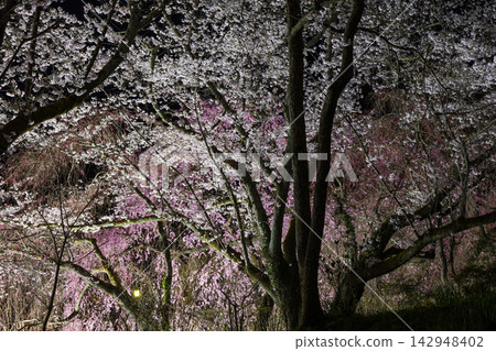 宮城縣柴田町的春天:船岡城遺址公園是日本百大賞櫻勝地之一,夜晚的櫻花燈光璀璨。 宮城縣柴田町的春天:船岡城遺址公園是日本百大賞櫻勝地之一,夜晚的櫻花燈光璀璨。 142948402