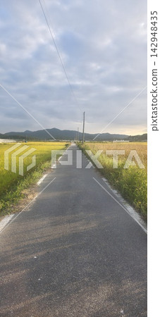 Asian country side road in the Rice Plant Asian country side road in the Rice Plant 142948435