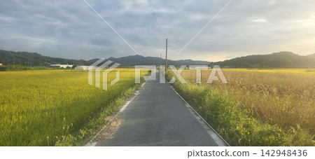 Asian country side road in the Rice Plant Asian country side road in the Rice Plant 142948436