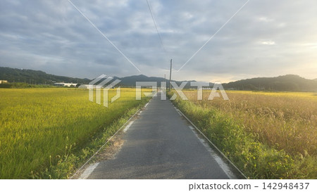 Asian country side road in the Rice Plant Asian country side road in the Rice Plant 142948437