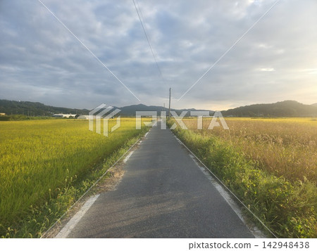 Asian country side road in the Rice Plant 142948438