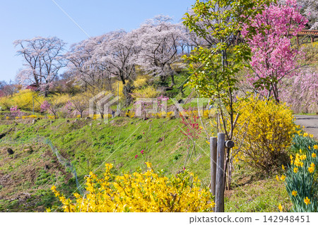 宮城縣柴田町的春天：船岡城遺址公園，日本100個最佳賞櫻地點之一，櫻花盛開。 142948451