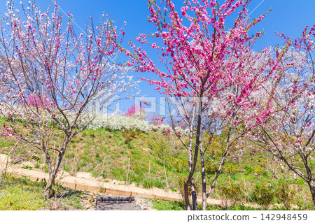 宮城縣柴田町的春天:船岡城遺址公園,日本100個最佳賞櫻地點之一,櫻花盛開。 宮城縣柴田町的春天:船岡城遺址公園,日本100個最佳賞櫻地點之一,櫻花盛開。 142948459