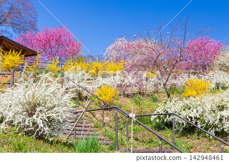 Springtime in Shibata Town, Miyagi Prefecture: Funaoka Castle Ruins Park, one of Japan's Top 100 Cherry Blossom Viewing Spots, with cherry blossoms in full bloom. Springtime in Shibata Town, Miyagi Prefecture: Funaoka Castle Ruins Park, one of Japan's Top 100 Cherry Blossom Viewing Spots, with cherry blossoms in full bloom. 142948461