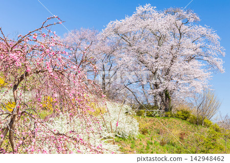 宮城縣柴田町的春天:船岡城遺址公園,日本100個最佳賞櫻地點之一,櫻花盛開。 宮城縣柴田町的春天:船岡城遺址公園,日本100個最佳賞櫻地點之一,櫻花盛開。 142948462
