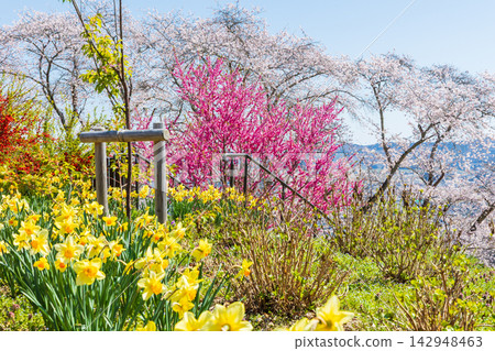 宮城縣柴田町的春天:船岡城遺址公園,日本100個最佳賞櫻地點之一,櫻花盛開。 宮城縣柴田町的春天:船岡城遺址公園,日本100個最佳賞櫻地點之一,櫻花盛開。 142948463