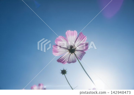 A single cosmos flower blooming towards the blue sky at Kirin Flower Garden in Tachiarai Town, Fukuoka Prefecture. A single cosmos flower blooming towards the blue sky at Kirin Flower Garden in Tachiarai Town, Fukuoka Prefecture. 142948473