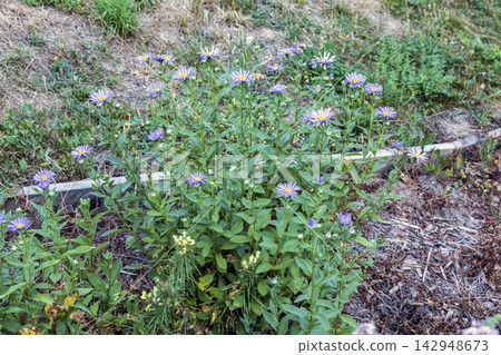 Whole Aster amellus Plant Flowering in a Summer Garden Whole Aster amellus Plant Flowering in a Summer Garden 142948673