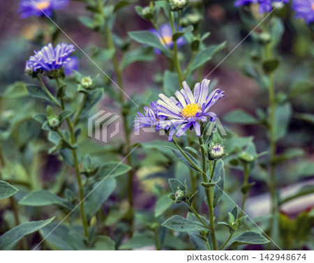 Purple Aster amellus Flower with Bright Yellow Center Purple Aster amellus Flower with Bright Yellow Center 142948674