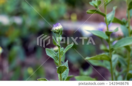 Opening Aster amellus Bud on Slender Green Stem Opening Aster amellus Bud on Slender Green Stem 142948676