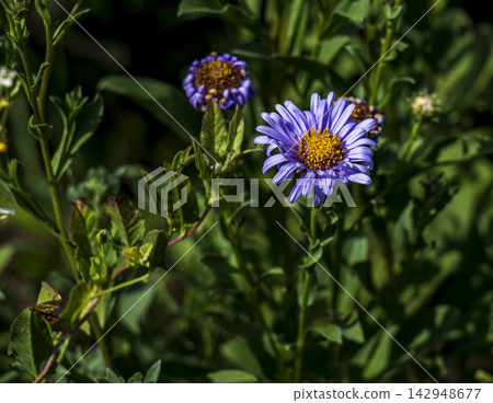 Close-Up of Aster amellus Flower and Developing Bud Close-Up of Aster amellus Flower and Developing Bud 142948677