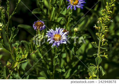 Purple Aster amellus Flower and Bud in Dappled Sunlight Purple Aster amellus Flower and Bud in Dappled Sunlight 142948678