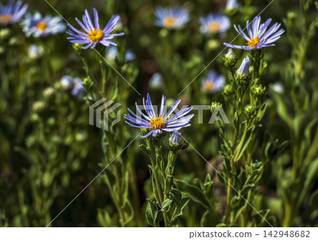 Purple Aster amellus Flowers on Slender Leafy Stems Purple Aster amellus Flowers on Slender Leafy Stems 142948682