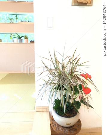 龍血樹「彩虹」、紅掌和其他室內植物的盆栽組合,用於室內裝飾,日式現代風格。 龍血樹「彩虹」、紅掌和其他室內植物的盆栽組合,用於室內裝飾,日式現代風格。 142948764