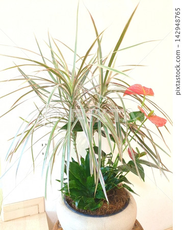 龍血樹「彩虹」、紅掌和其他室內植物的盆栽組合，用於室內裝飾，日式現代風格。 142948765
