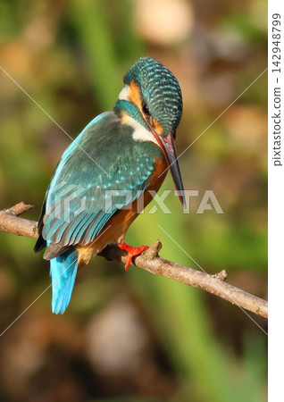 翠鳥捕獵;藍鳥凝視水面;野生鳥類。 翠鳥捕獵;藍鳥凝視水面;野生鳥類。 142948799