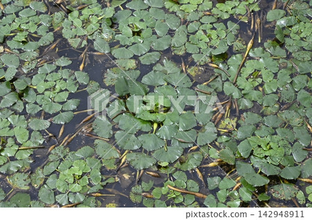 Colonies of water chestnut spreading across Lake Inbanuma Colonies of water chestnut spreading across Lake Inbanuma 142948911