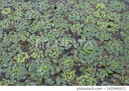 水栗樹群落蔓延至因巴努馬湖。 水栗樹群落蔓延至因巴努馬湖。 142948912