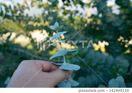 Eucalyptus branches held up against the light at a flower farm. Eucalyptus branches held up against the light at a flower farm. 142949130