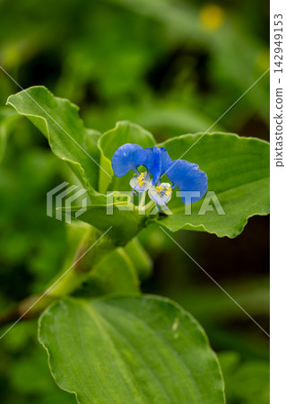 White wort flower White wort flower 142949153