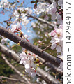 Cherry blossoms and bees together 142949157