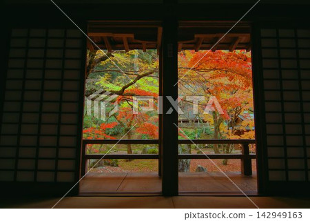 從福岡縣太宰府市光明禪寺昏暗的室內透過障子門欣賞美麗的秋葉花園。 從福岡縣太宰府市光明禪寺昏暗的室內透過障子門欣賞美麗的秋葉花園。 142949163