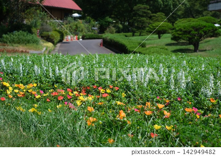 廣島市植物園大型花園景觀 廣島市植物園大型花園景觀 142949482