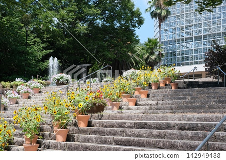 廣島市植物園的花卉 廣島市植物園的花卉 142949488