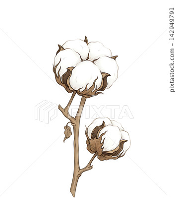 Hand Drawn Cotton Boll Branch Botanical Element with Natural Asymmetric Functional Composition Hand Drawn Cotton Boll Branch Botanical Element with Natural Asymmetric Functional Composition 142949791