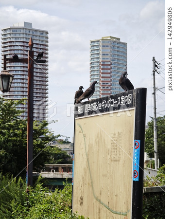 慢跑路線的路標和城市鴿子 慢跑路線的路標和城市鴿子 142949806