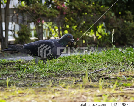 A pigeon searching for food in the grass. A pigeon searching for food in the grass. 142949883
