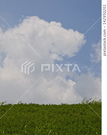 夏日的藍天與綠草如茵 142950201