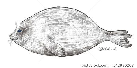 Seal illustration Seal illustration 142950208