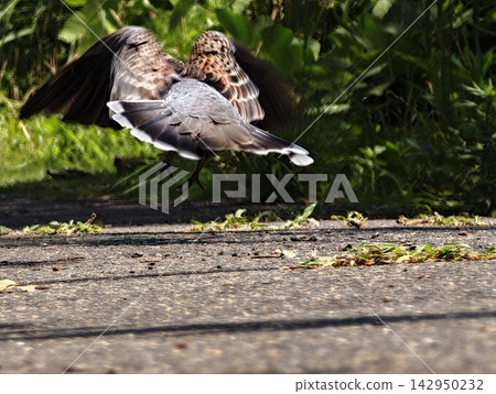 鳥兒飛過綠蔭的那一刻 鳥兒飛過綠蔭的那一刻 142950232