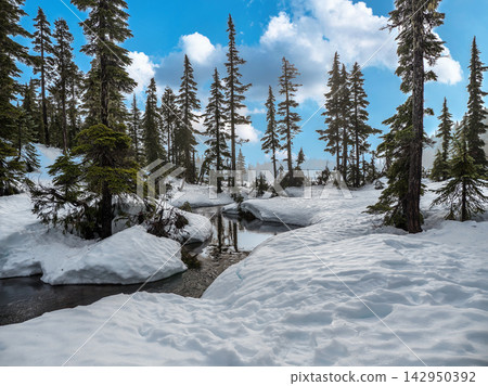 Winter Forest Stream with Snow Covered Banks and Pine Trees Winter Forest Stream with Snow Covered Banks and Pine Trees 142950392