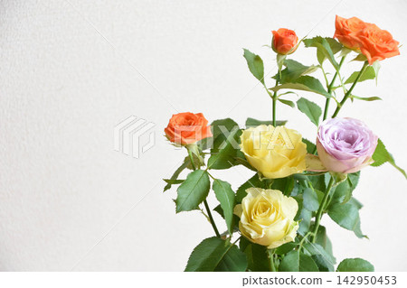 Three-colored roses 142950453