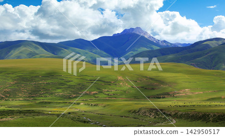Vast Green Grasslands and Snow Capped Mountains on the Tibetan Plateau Under a Blue Sky 142950517