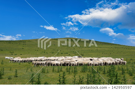 Large flock of sheep grazing on a vast green grassland under a blue sky with clouds Large flock of sheep grazing on a vast green grassland under a blue sky with clouds 142950597