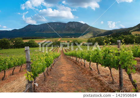 Vineyard rows with mountains in South Africa Vineyard rows with mountains in South Africa 142950684