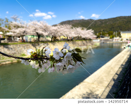 京都、櫻花、琵琶湖運河 142950714