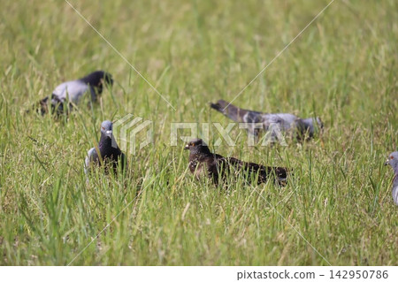 Rock doves foraging in a rice paddy Rock doves foraging in a rice paddy 142950786