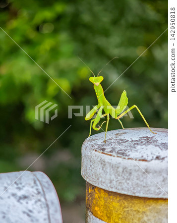 A small green visitor: the praying mantis A small green visitor: the praying mantis 142950818