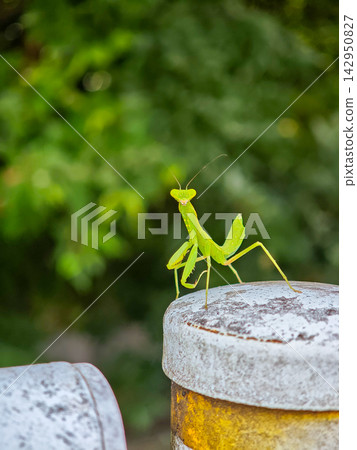 A praying mantis perched on a green pillar A praying mantis perched on a green pillar 142950827