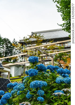 背景圖為繡球花和傳統日式建築點綴著草津溫泉小鎮。 背景圖為繡球花和傳統日式建築點綴著草津溫泉小鎮。 142950877